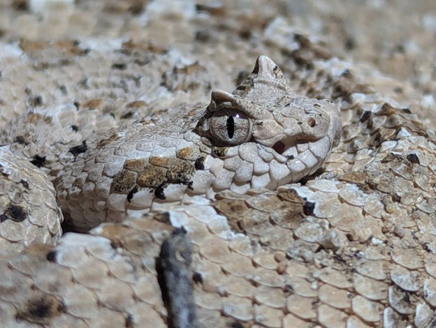 Side-facing perspective of a sidewinder's head resting on its coiled up body.
