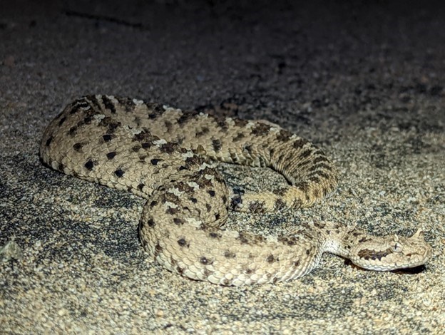 Full-length view of a slithering sidewinder with a tan colored body and patterned, dark scales camouflaging in the sand.