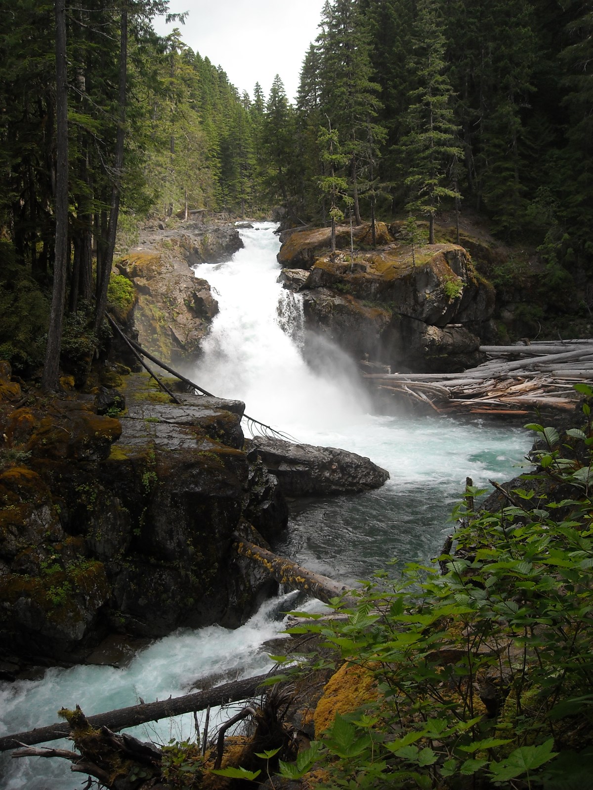 Ohanapecosh: Treasure of the Deep Forest (U.S. National Park Service)