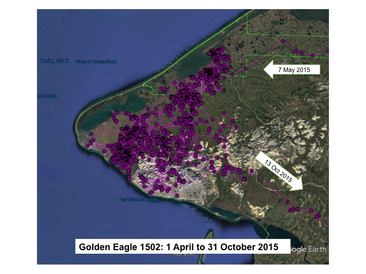 Map of Golden Eagle 1502 locations on the Seward Peninsula from 1 April to 31 October 2015.  One arrow labeled 7 May 2015 indicates the eagle’s arrival to the general area. Another arrow labeled 13 October 2015 indicates the eagle’s departure from the gen