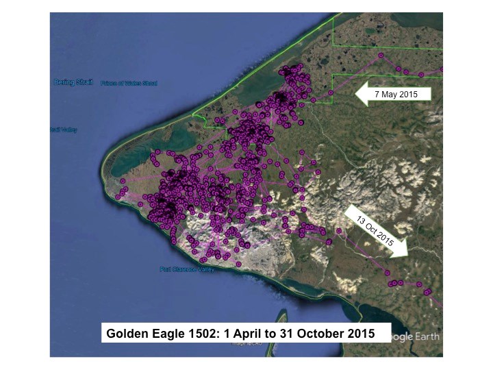 Map of Golden Eagle 1502 locations on the Seward Peninsula from 1 April to 31 October 2015.  One arrow labeled 7 May 2015 indicates the eagle’s arrival to the general area. Another arrow labeled 13 October 2015 indicates the eagle’s departure from the gen