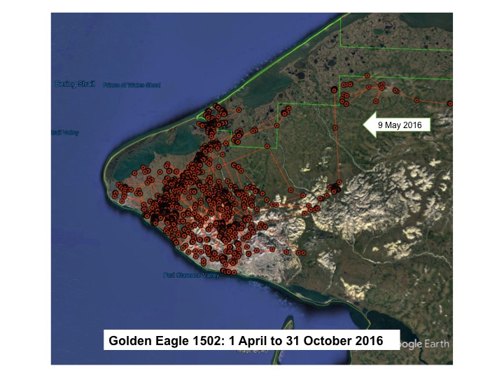 Map of Golden Eagle 1502 locations on the Seward Peninsula from 1 April to 31 October 2016.  One arrow labeled 9 May 2016 indicates the eagle’s arrival to the general area.