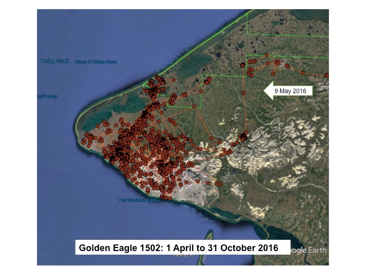 Map of Golden Eagle 1502 locations on the Seward Peninsula from 1 April to 31 October 2016.  One arrow labeled 9 May 2016 indicates the eagle’s arrival to the general area.