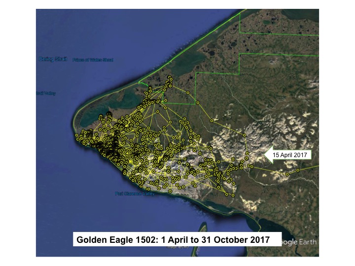 Map of Golden Eagle 1502 locations on the Seward Peninsula from 1 April to 31 October 2016.  One arrow labeled 9 May 2016 indicates the eagle’s arrival to the general area.