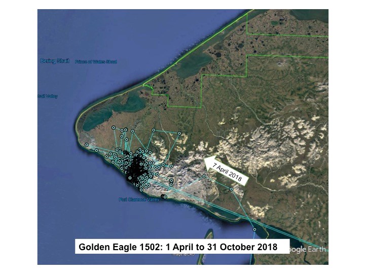 Map of Golden Eagle 1502 locations on the Seward Peninsula from 1 April to 31 October 2018.  One arrow labeled 7 April 2018 indicates the eagle’s arrival to the general area.