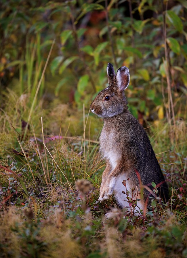 A snowshoe hare on its hind legs in a forest.