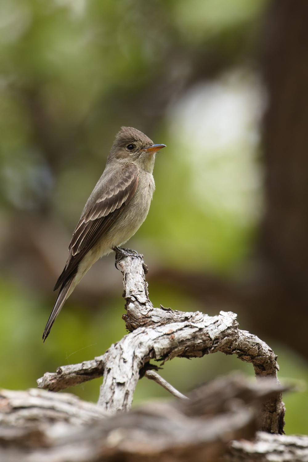 A small gray and brown bird sits in focus on a branch with a blurry green background.
