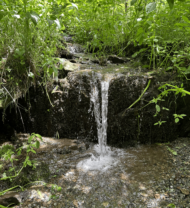 A small stream of flowing water surrounded by green vegetation.