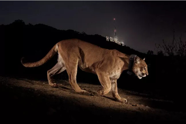 P-022, a mountain lion, travels downhill with the illuminated Hollywood sign in the distant background.
