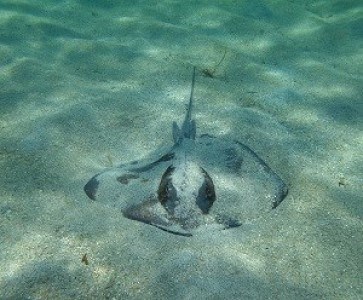 A dark grey stingray buried in sand underwater.