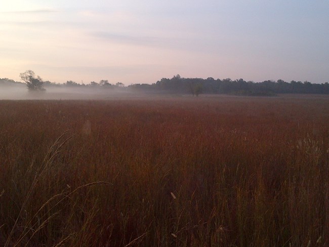 Stones River battlefield on a foggy day