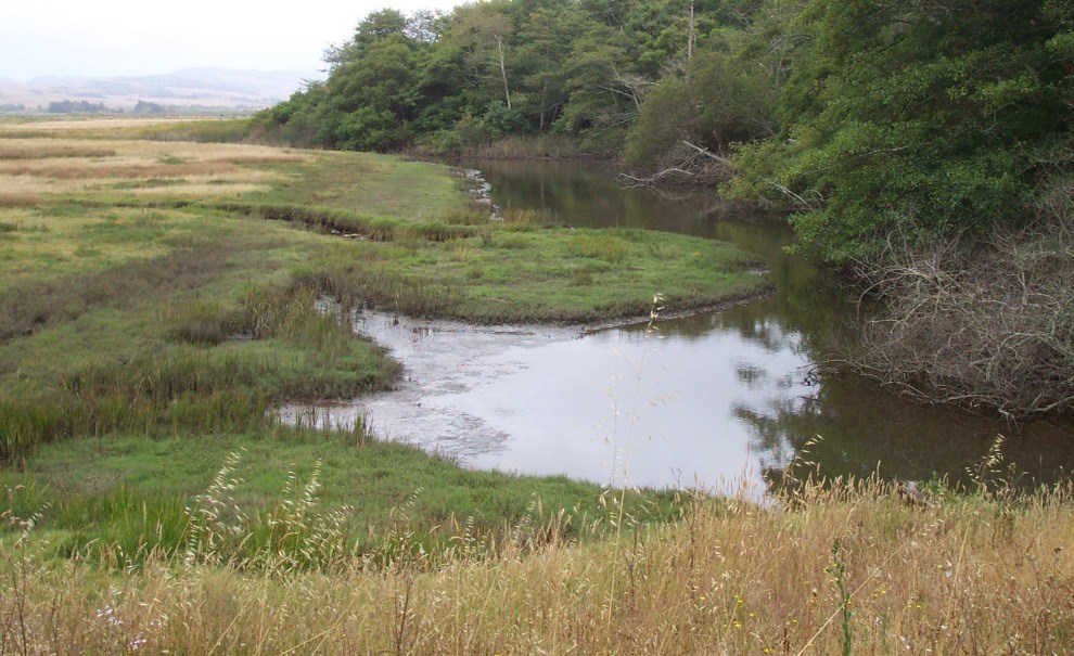 salt marsh plants and open water