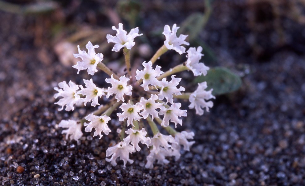 sand verbena