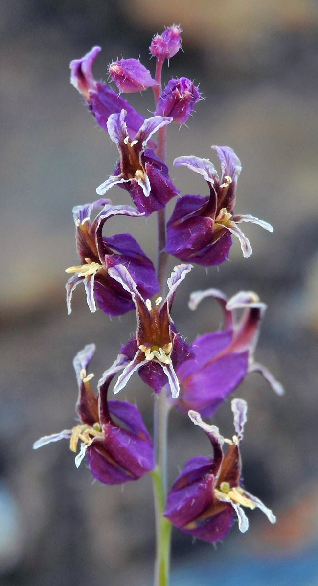 Close-up of several small purple flowerettes