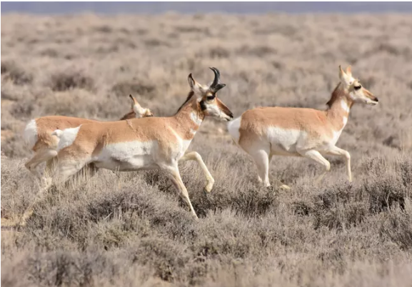 3 pronghorn walk through sagebrush