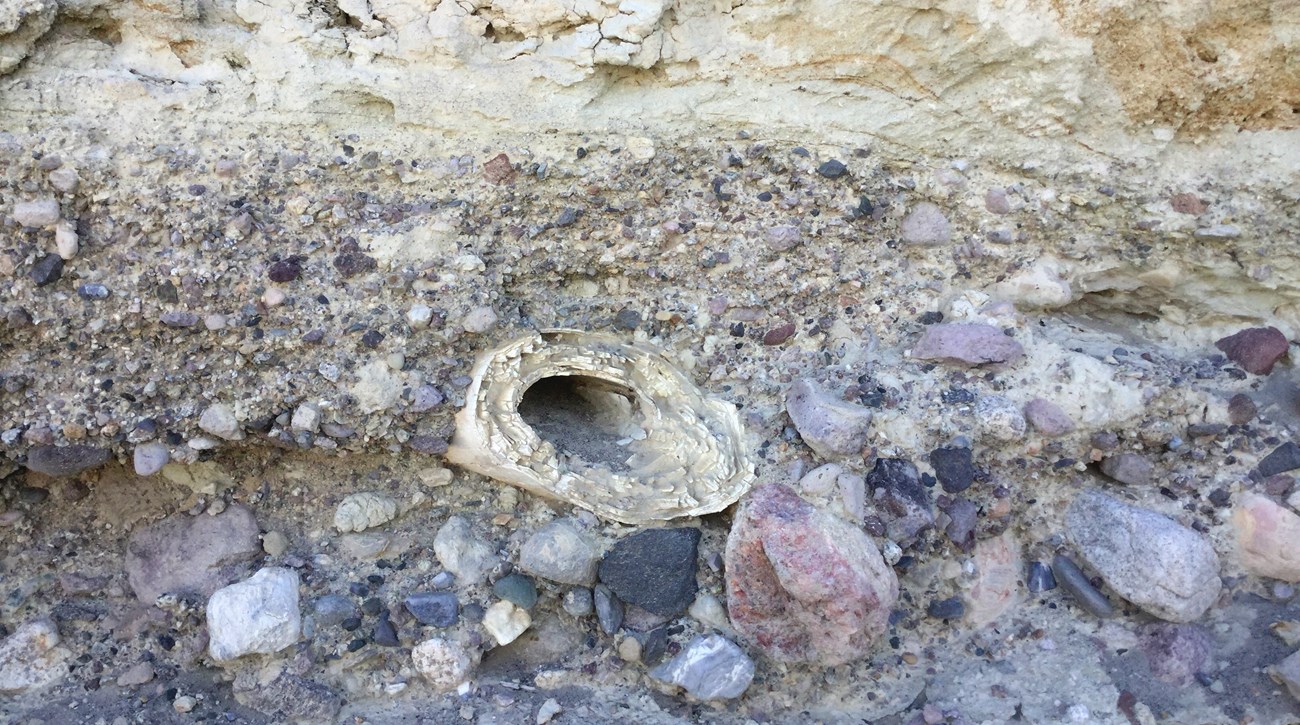 mammoth tusk in sediment