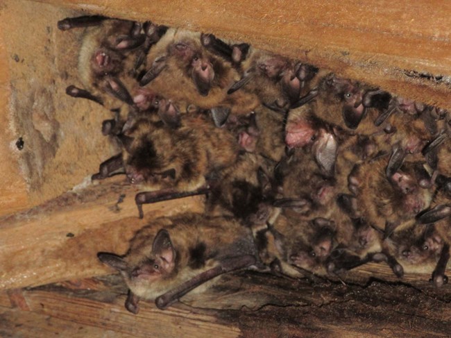 More than a dozen little brown bats clustered tightly together in an attic roost.