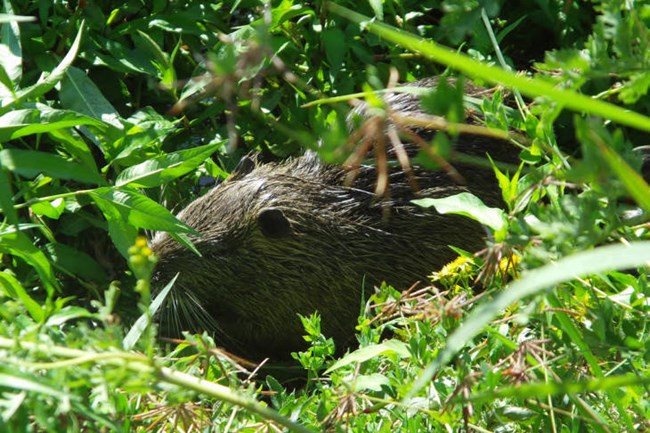 A rodent surrounded by green vegetation.