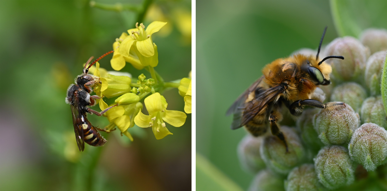 A yellow, black, and red pattered bee feeding on yellow flowers (left) and a fuzzy reddish-tan bee with green eyes resting on flower buds.