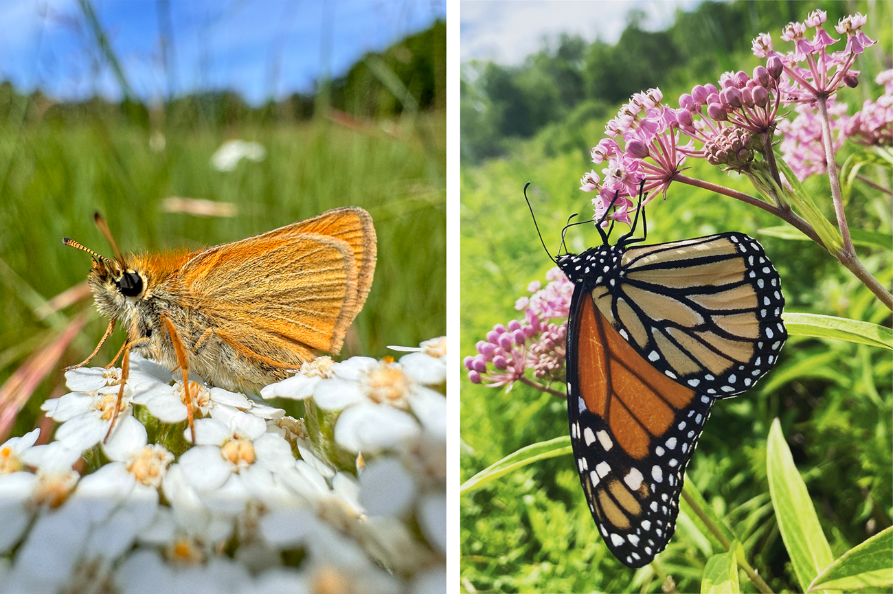 Two photos, one of a small, triangular orange butterfly feeding on white flowers, one of a large orange, black, and white butterfly feeding on milkweed flowers.