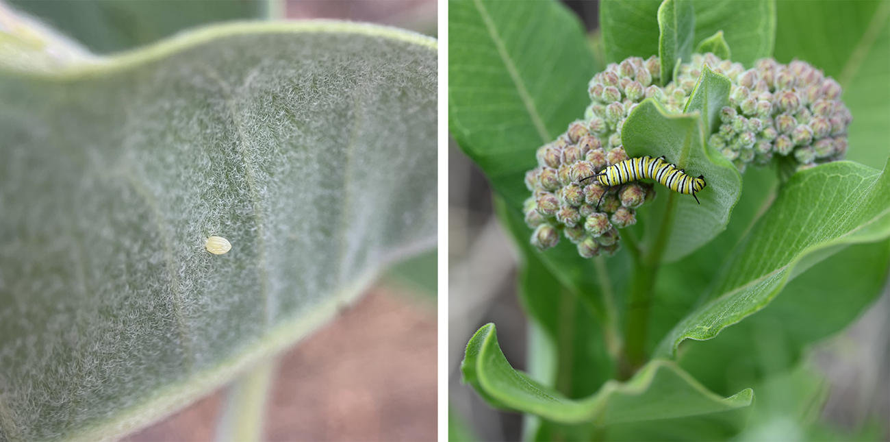 Two photos. A small off-white egg on a green leaf. A yellow, black, and white caterpillar on a green leaf and pinkish flower buds.