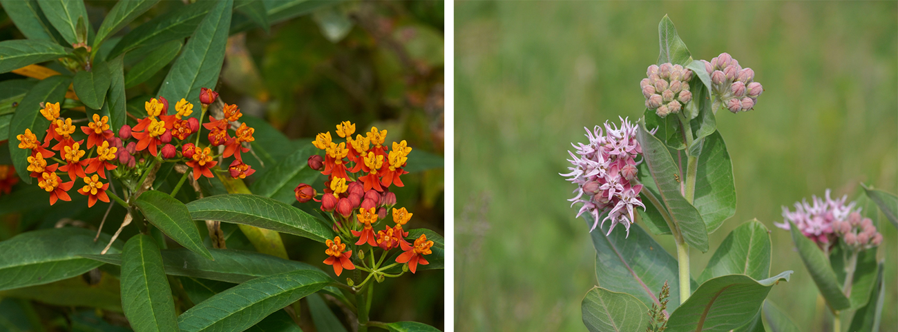 2 photos. A plant with orange and red flowers and green leaves. A plant with pink flowers and green leaves.