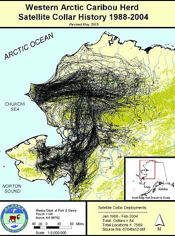 Northwest map of Alaska depicting massive migration movement of caribou in the Seward Peninsula area.