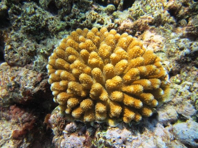 Underwater perspective of the Acropora globiceps coral species.