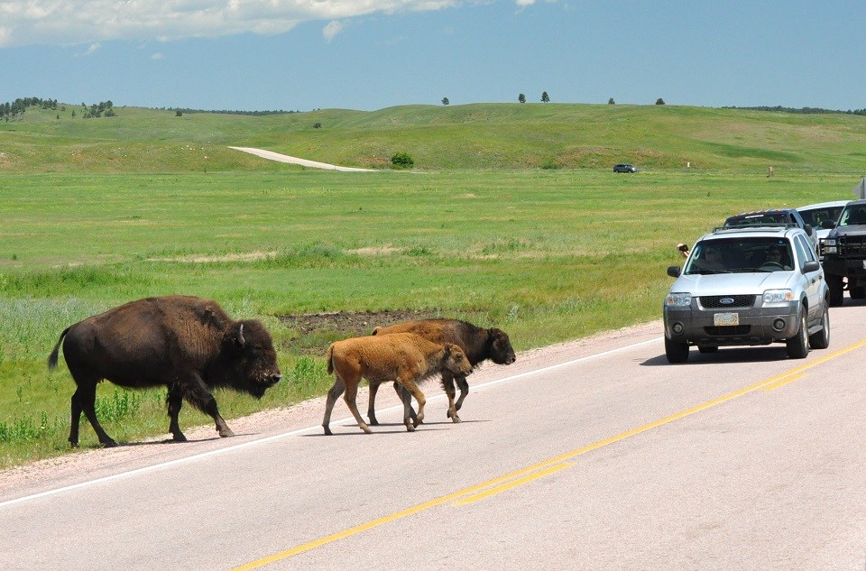 Adult bison and calf crossing road in front of vehicles