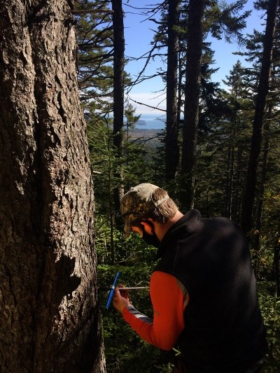 man in orange shirt and brown best taking a core sample of a tree