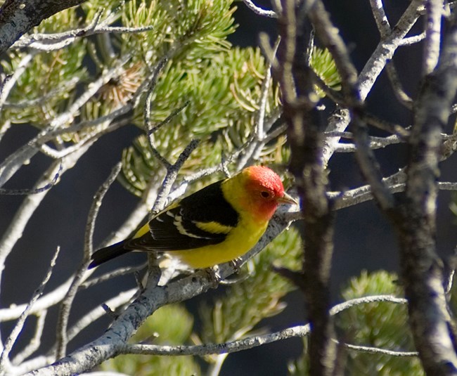 A colorful bird with a red face, a yellow breast and neck, and mostly black wings.