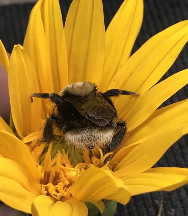 A fuzzy bee in a yellow flower.
