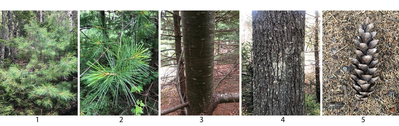 Panel of images showing parts of a white pine tree