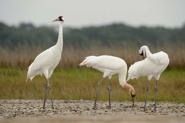 Three cranes standing in water with wetlands in the background.