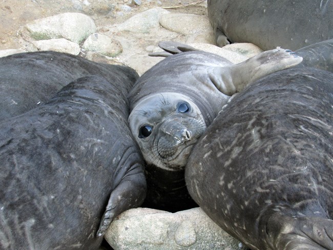 A smooth grey weaned elephant seal pup in a pile of black pups stares at the camera.