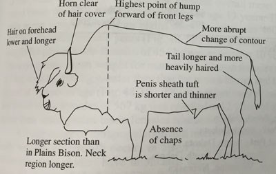 The photo embodies the characteristics of a wood bison, most notably its horns clear of hair cover