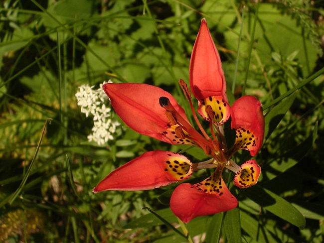 A red, orange wood lily in a grassy area with a small bundle of white flowers in the background.