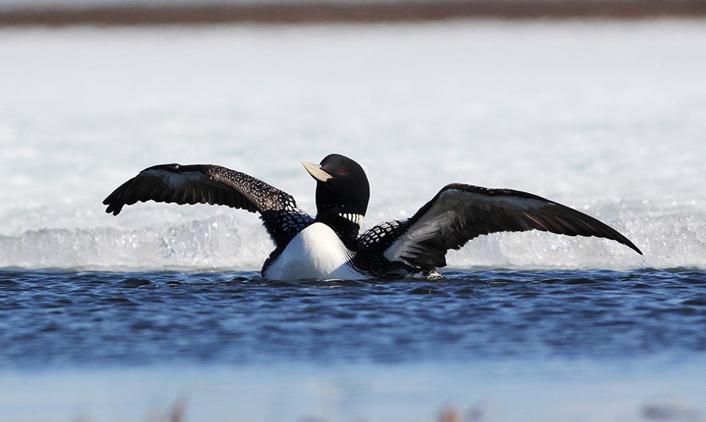 a loon spreading its wings while sitting in water