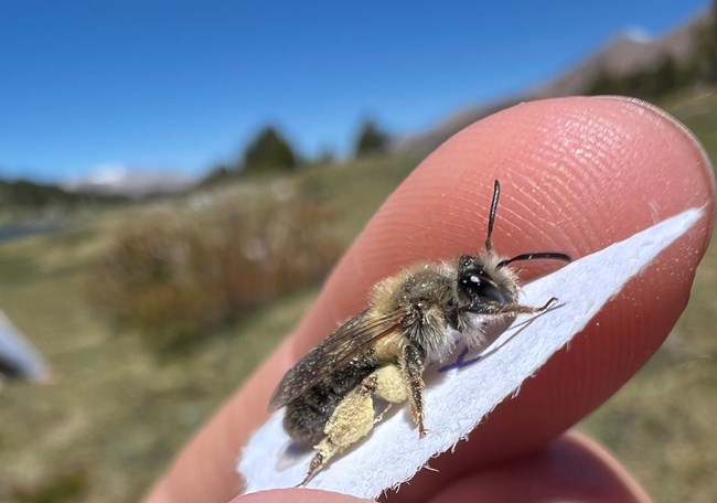 A closeup of a person holding a leaf with a small black and yellow bee with black antennae that is covered in yellow pollen.