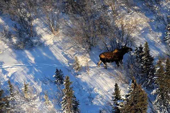 An aerial view of a moose in the snow.