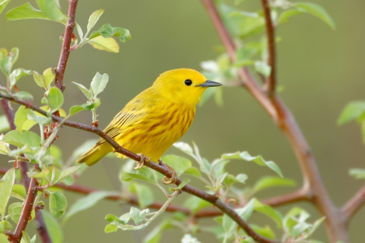 Bird Migration and Acadia (U.S. National Park Service)