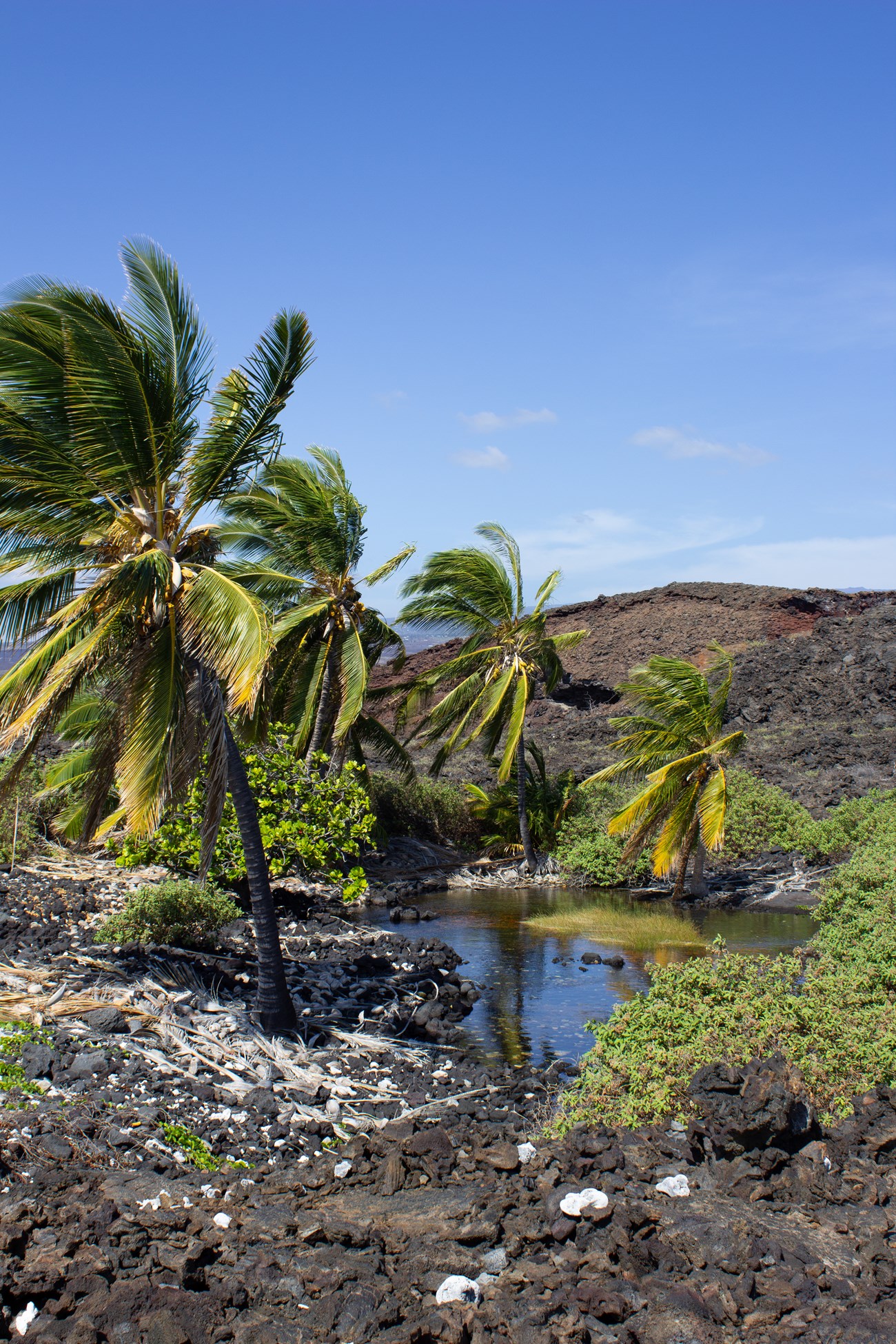 Coconut palms surrounding an anchialine pond.