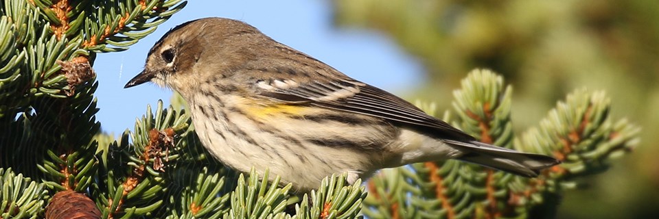 A brown and yellow bird sits on pine tree branches