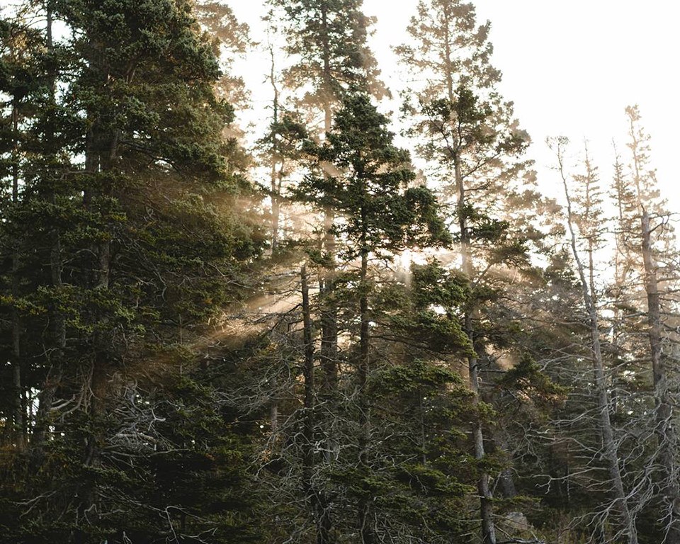 Light shines through a forest