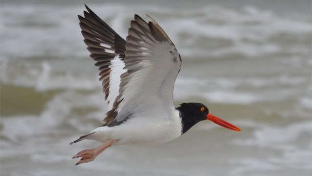 American Oystercatcher Flying Over The Surf