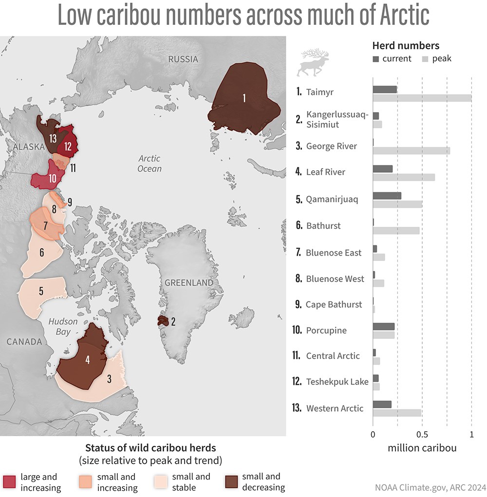 A map and herd size summary of caribou across the Arctic.