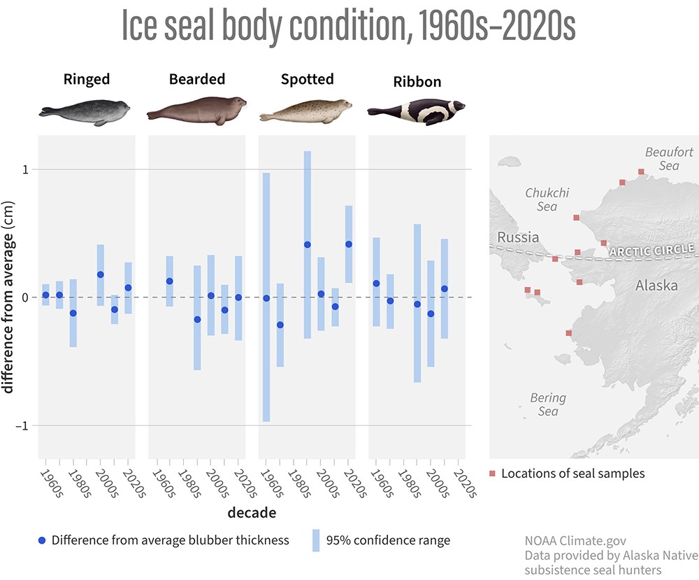 Body condition trends for 4 seal species in the Arctic.