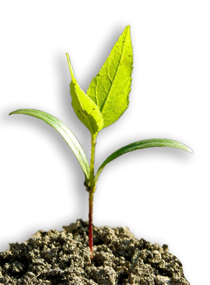 image of a white ash tree seedling