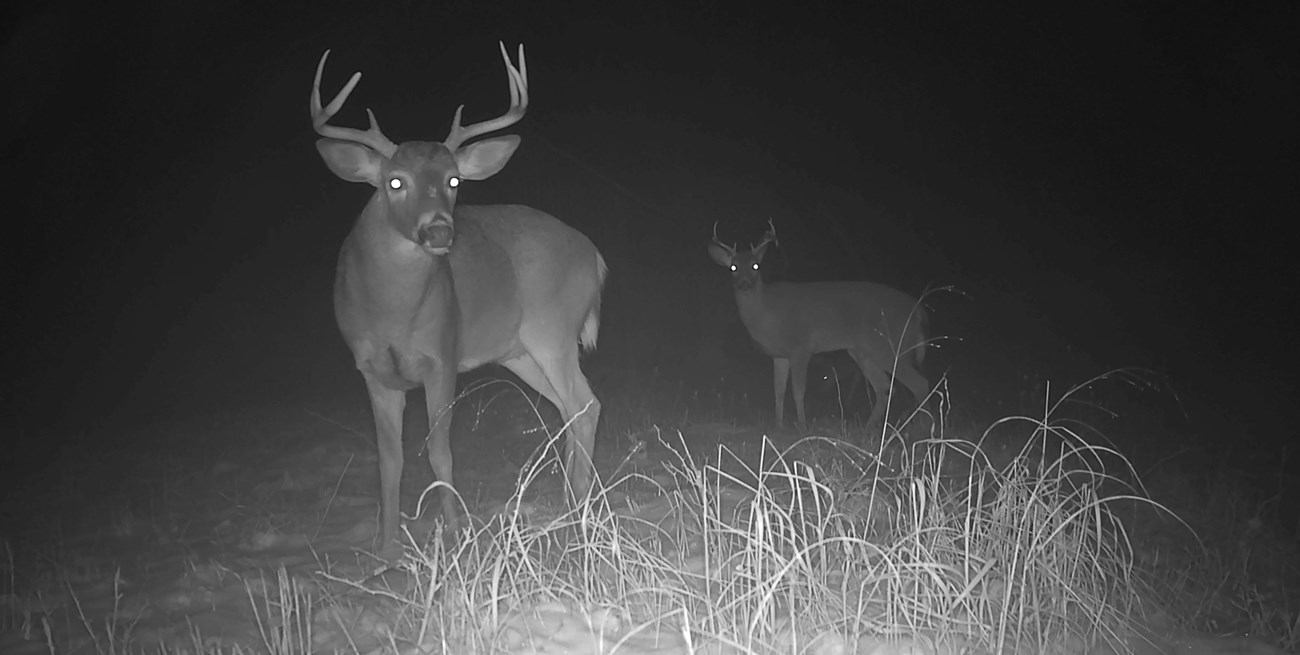 Two White-tailed Deer Bucks during the night.