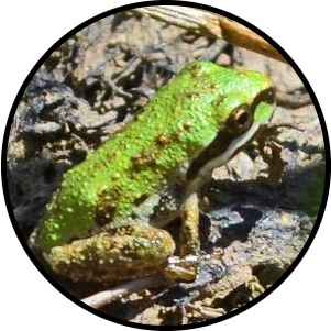 Close-up of a small green frog.